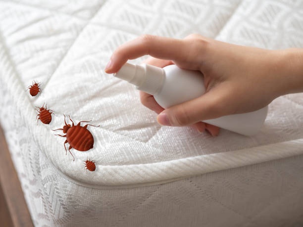 Best Pest Prevention Services  in Borrego Springs, CA